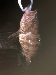 オオモンハタの釣果