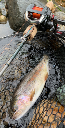 ニジマスの釣果