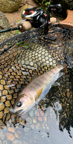 アマゴの釣果