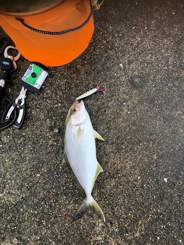 ショゴの釣果