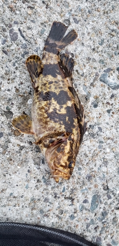 タケノコメバルの釣果