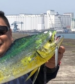 シイラの釣果