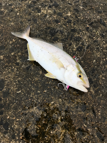 ショゴの釣果