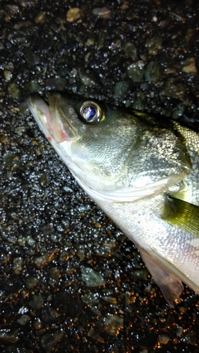 セイゴ（マルスズキ）の釣果