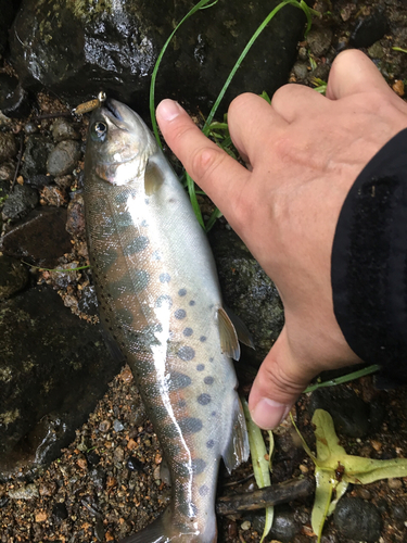 ヤマメの釣果