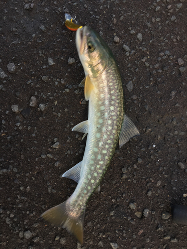 アメマスの釣果