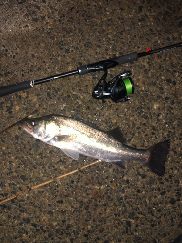 シーバスの釣果