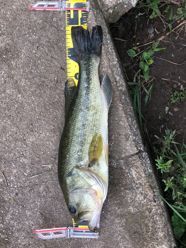 ブラックバスの釣果