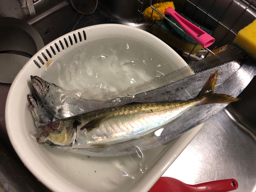 タチウオの釣果