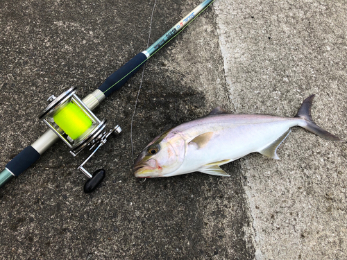 ショゴの釣果