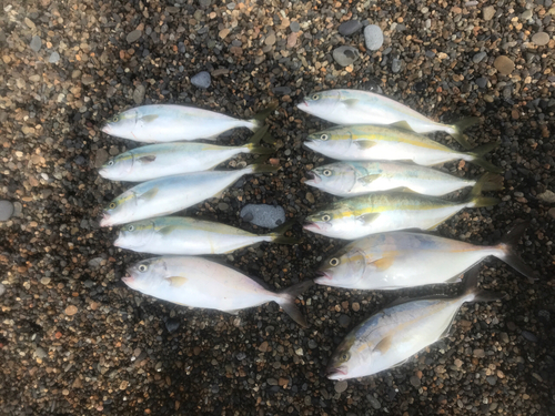 ショゴの釣果