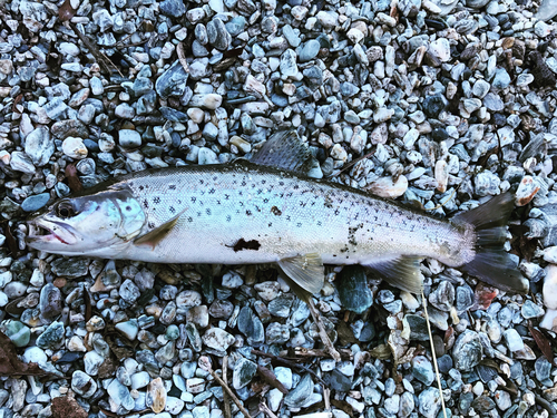 ブラウントラウトの釣果