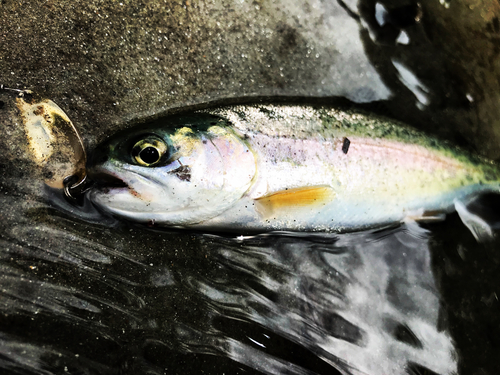 ニジマスの釣果