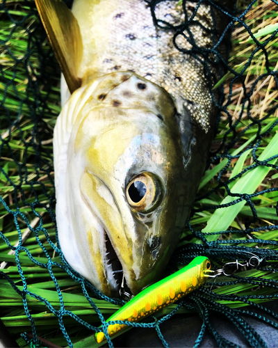 ブラウントラウトの釣果