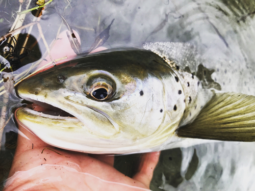 ブラウントラウトの釣果