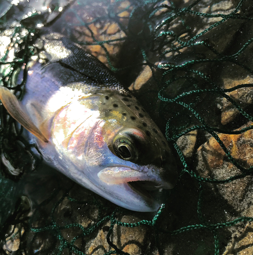 ニジマスの釣果