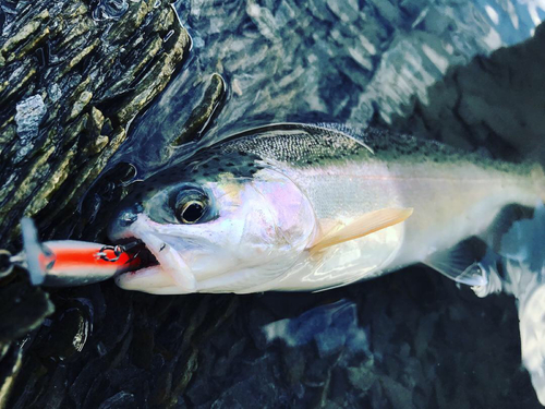 ニジマスの釣果