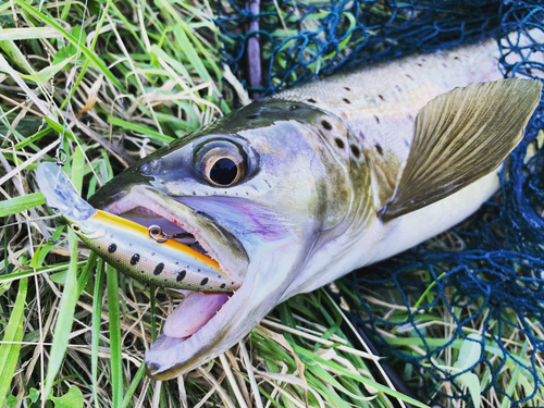 ブラウントラウトの釣果