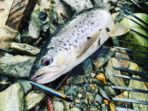 ブラウントラウトの釣果