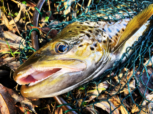 ブラウントラウトの釣果