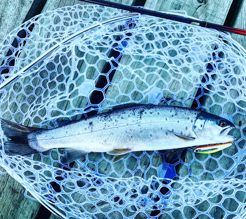 ニジマスの釣果