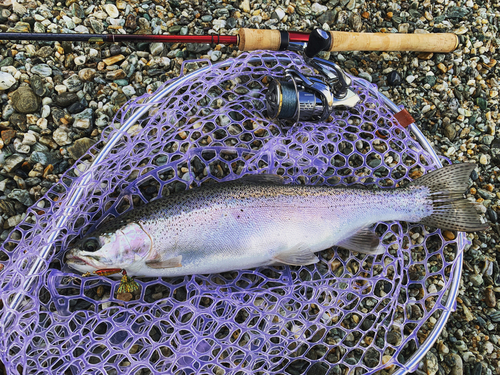 ニジマスの釣果