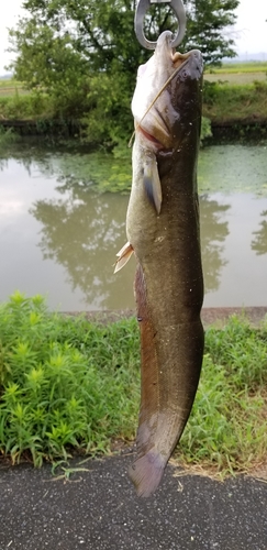 ナマズの釣果