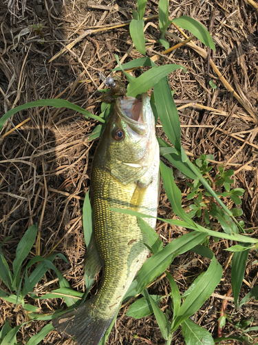 ラージマウスバスの釣果