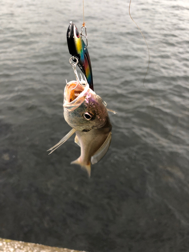 イシモチの釣果