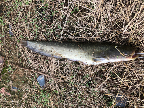 ナマズの釣果