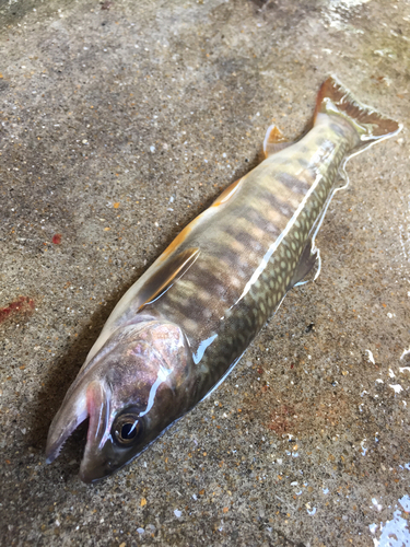 イワナの釣果