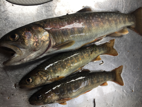 イワナの釣果