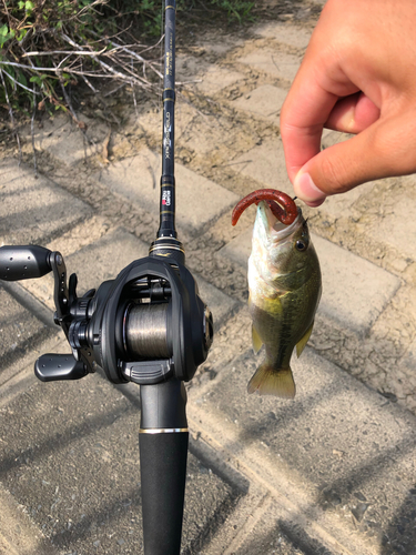 ラージマウスバスの釣果