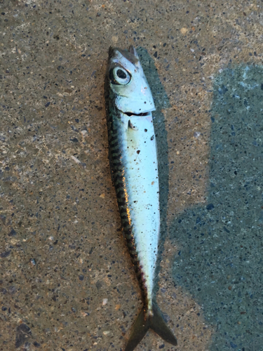 サバの釣果