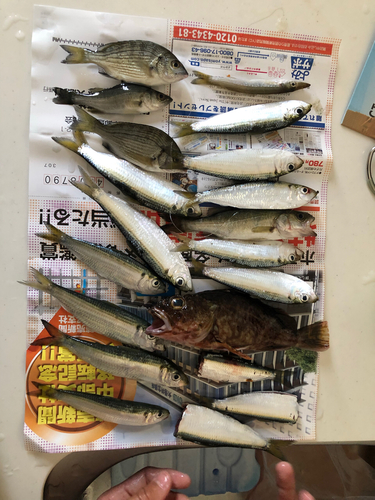 カサゴの釣果