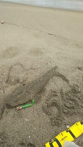 マゴチの釣果