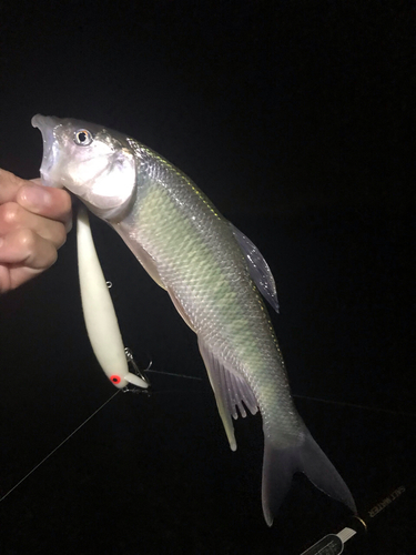 ハスの釣果