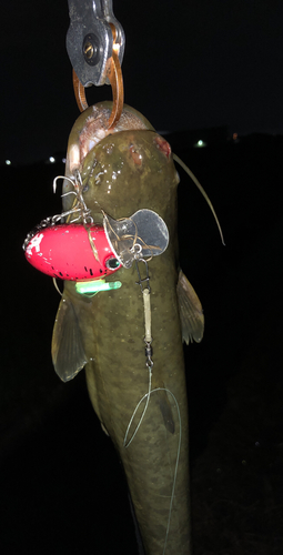 ナマズの釣果