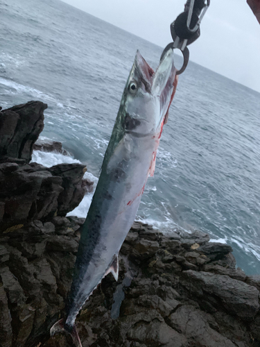 サワラの釣果