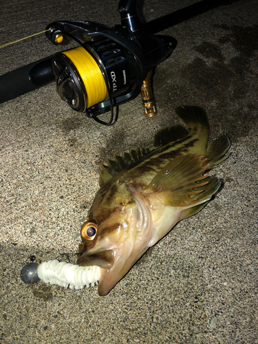 シマゾイの釣果