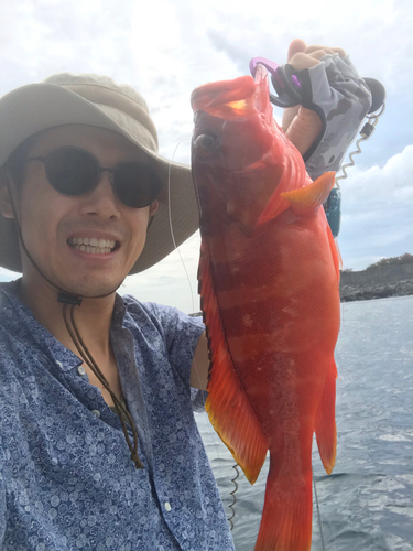 アカハタの釣果