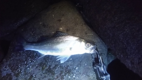 セイゴ（マルスズキ）の釣果