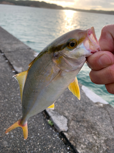 シオの釣果