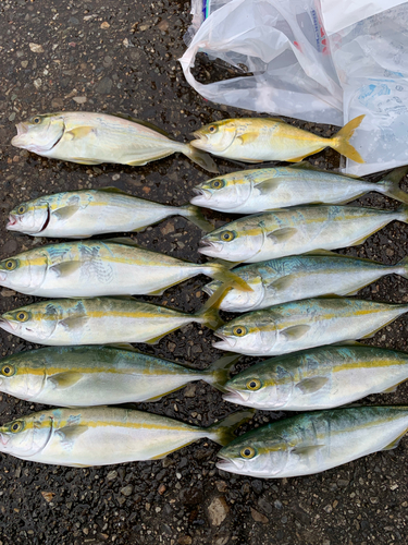 ツバスの釣果