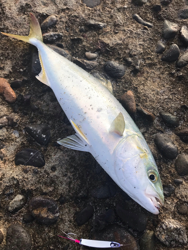 イナダの釣果