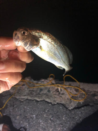 イシモチの釣果