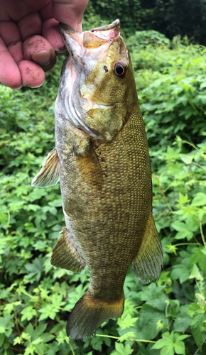 スモールマウスバスの釣果