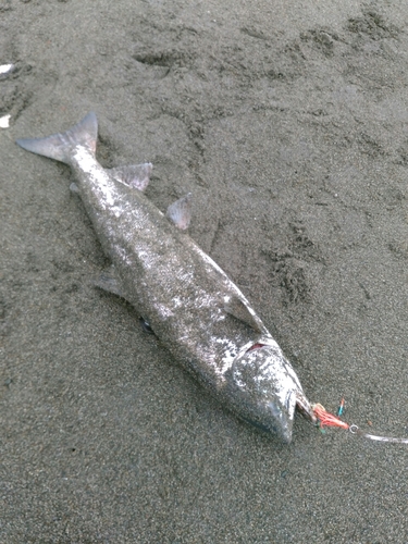 シロザケの釣果