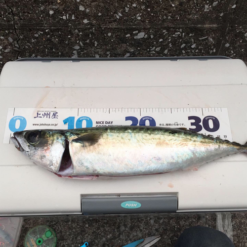 サバの釣果