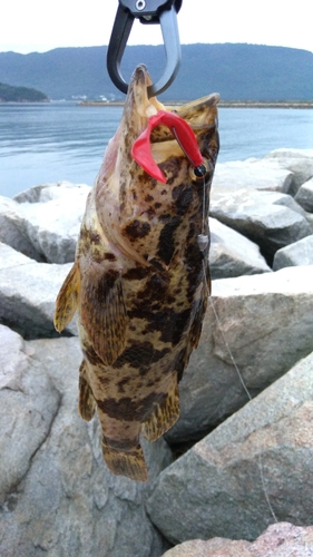 タケノコメバルの釣果